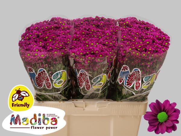 Vollsortiment - Chrysantheme santini, violett einfach -  5 Stiele